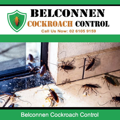 Multiple cockroaches crawling near a window frame and floor in Belconnen home